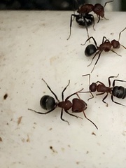 Camponotus planatus
