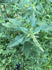 Amaranthus spinosus