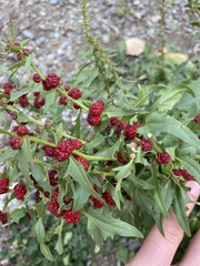 Blitum virgatum