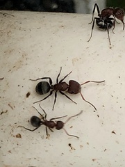 Camponotus planatus