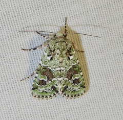 Lacinipolia laudabilis