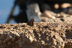 Hipparchia statilinus