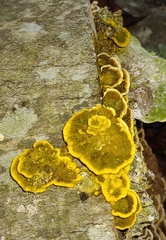 Myxomycetes