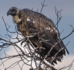 Gyps africanus