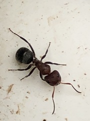 Camponotus planatus