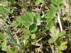 Potentilla rivalis