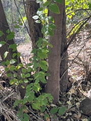 Betula occidentalis