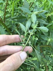 Amaranthus spinosus