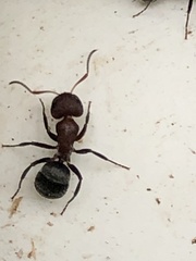 Camponotus planatus