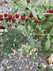 Blitum virgatum