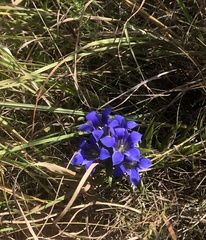Gentiana puberulenta