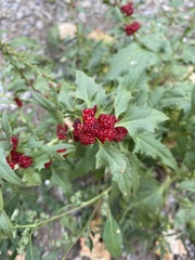 Blitum virgatum