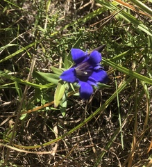Gentiana puberulenta
