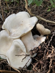 Leucocybe connata