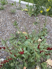 Blitum virgatum