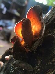 Auricularia polytricha