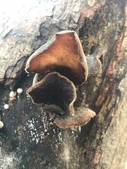 Auricularia polytricha