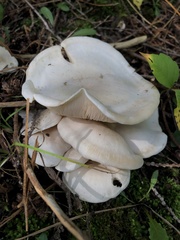 Leucocybe connata