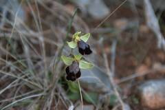 Ophrys