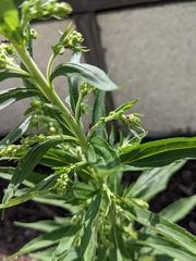 Uroleucon nigrotuberculatum