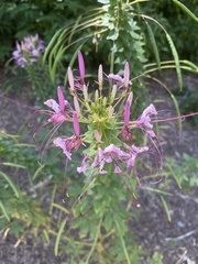 Cleome houtteana