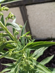 Uroleucon nigrotuberculatum