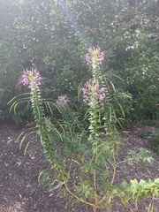 Cleome houtteana