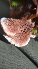 Hydnellum aurantiacum