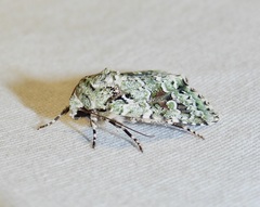 Lacinipolia laudabilis