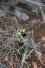 Ophrys