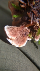 Hydnellum aurantiacum