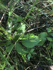 Zizia aurea