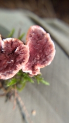 Hydnellum aurantiacum