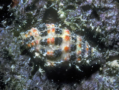 Engina alveolata