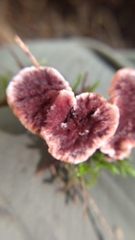 Hydnellum aurantiacum