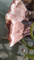 Hydnellum aurantiacum