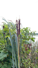 Typha latifolia