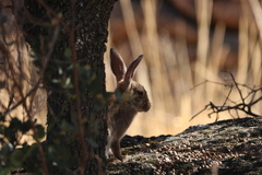 Oryctolagus cuniculus
