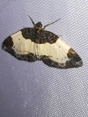 Mesoleuca albicillata