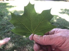 Acer floridanum