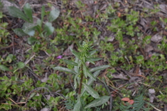 Solidago simplex