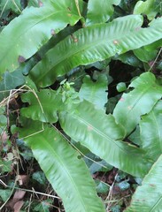 Asplenium scolopendrium scolopendrium