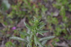 Solidago simplex