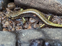 Plethodon dunni