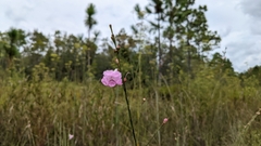 Agalinis linifolia