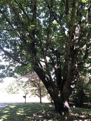 Acer floridanum