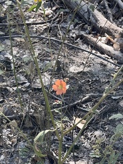 Sphaeralcea parvifolia