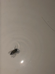 Chrysomya rufifacies