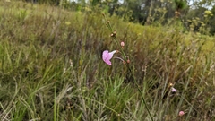 Agalinis linifolia