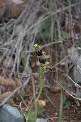 Ophrys